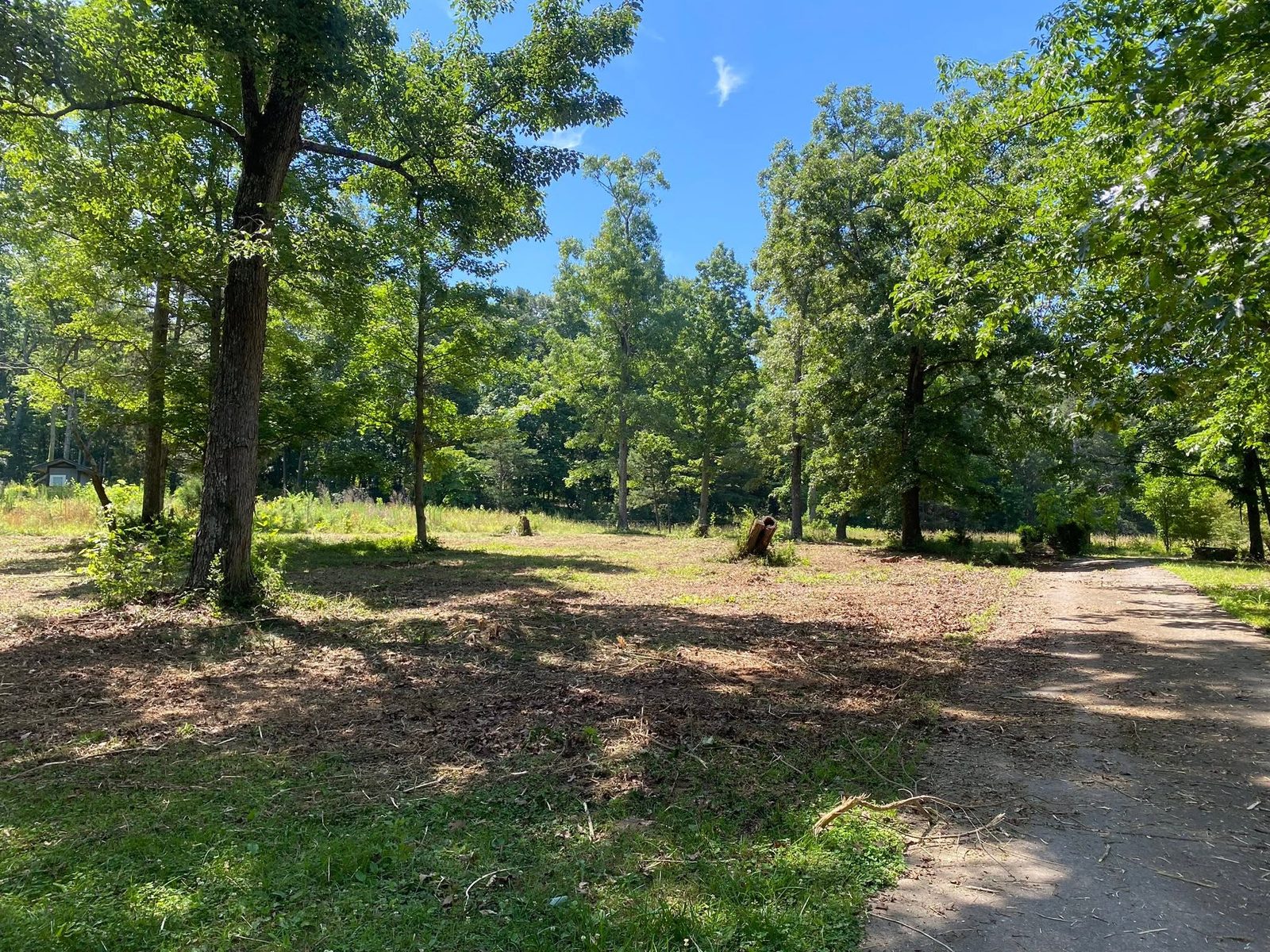 Selectively cleared land between mature trees
