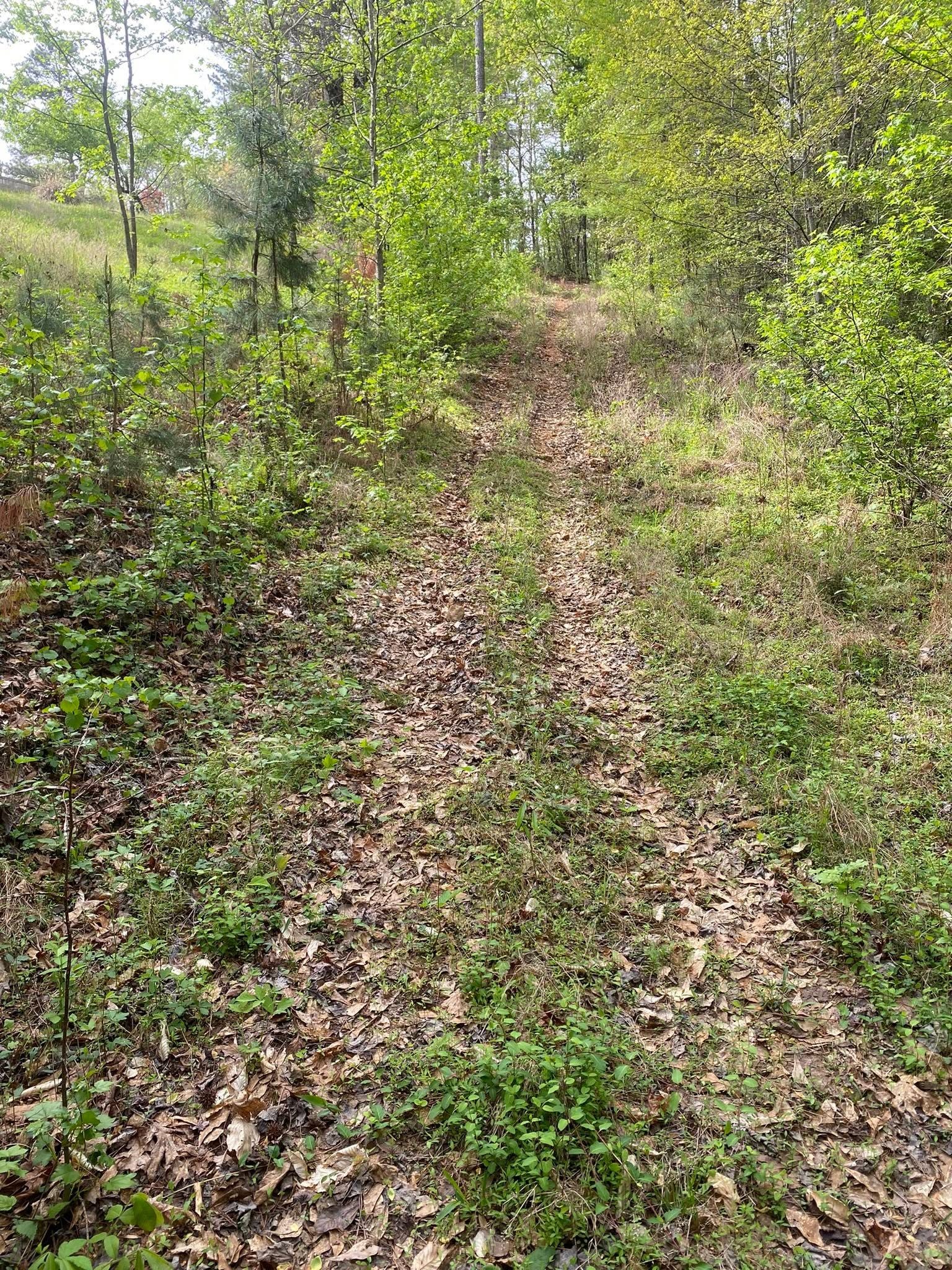 Overgrown wooded property path before land restoration